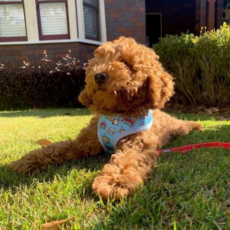 Cavoodles by Roxy