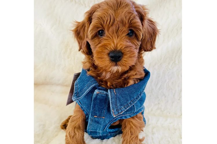 Cavoodles by Roxy