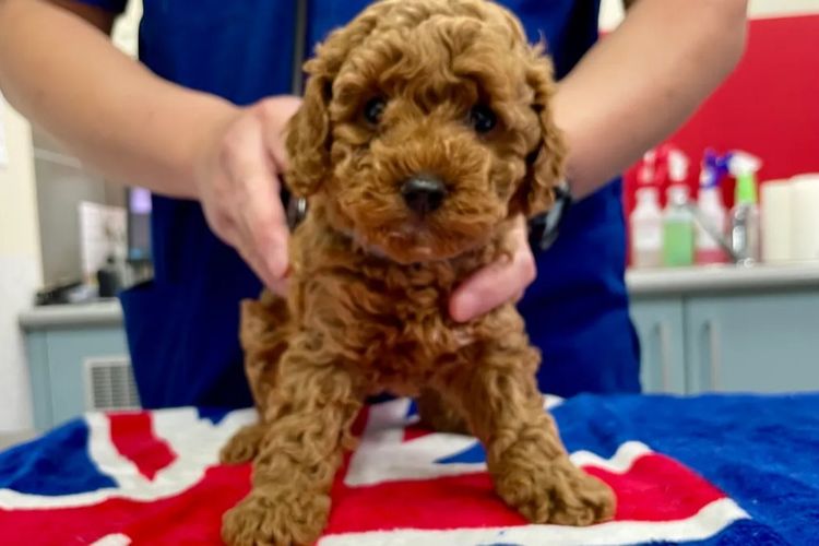 Cavoodles by Roxy