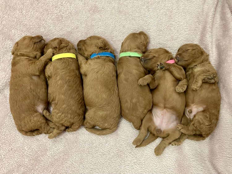 Cavoodles by Roxy