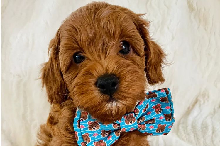 Cavoodles by Roxy