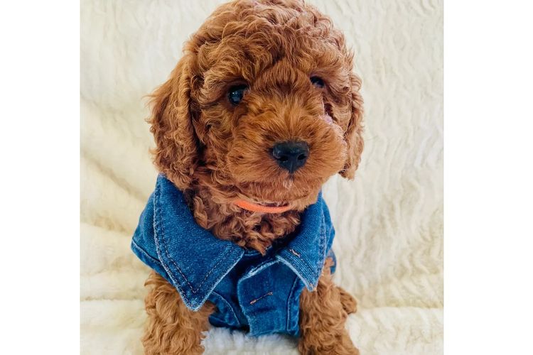 Cavoodles by Roxy