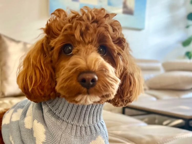 Cavoodles by Roxy