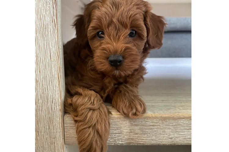 Cavoodles by Roxy