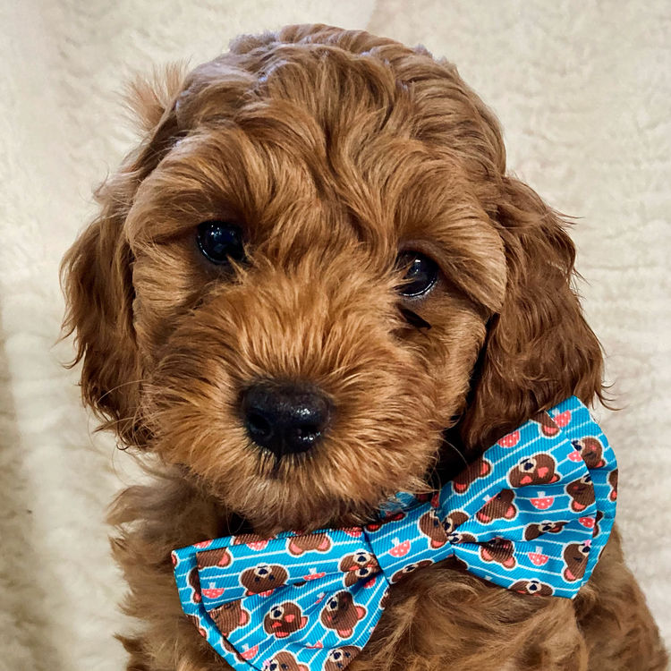 Cavoodles by Roxy