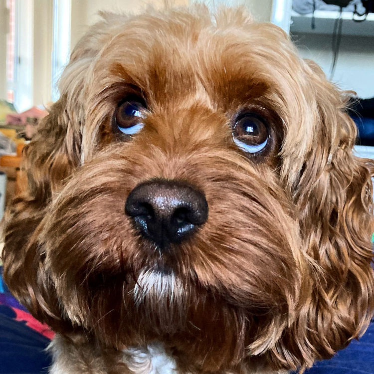 Cavoodles by Roxy