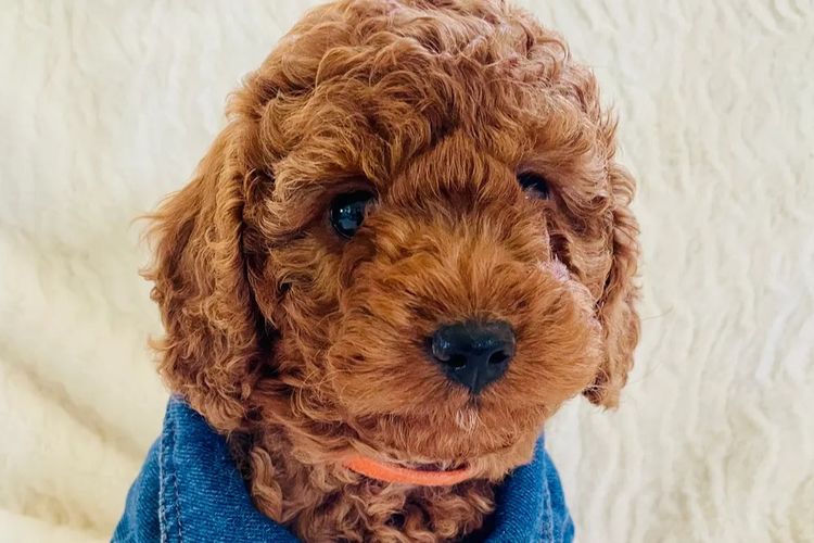 Cavoodles by Roxy