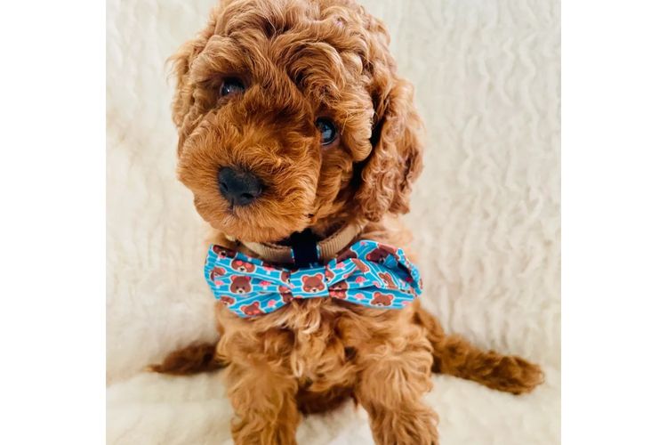 Cavoodles by Roxy