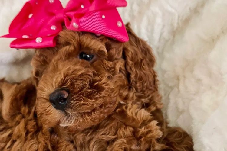 Cavoodles by Roxy