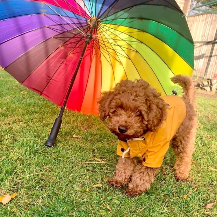 Cavoodles by Roxy