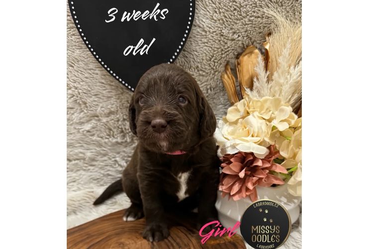 Missysoodles Labradoodles