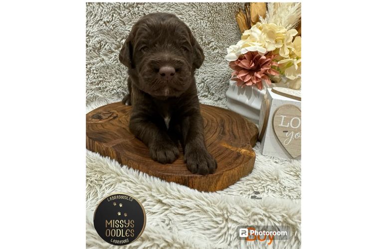 Missysoodles Labradoodles