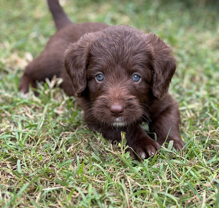 Missysoodles Labradoodles
