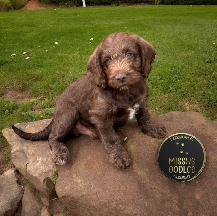 Missysoodles Labradoodles