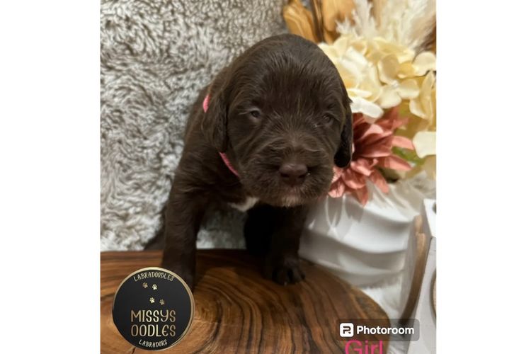 Missysoodles Labradoodles