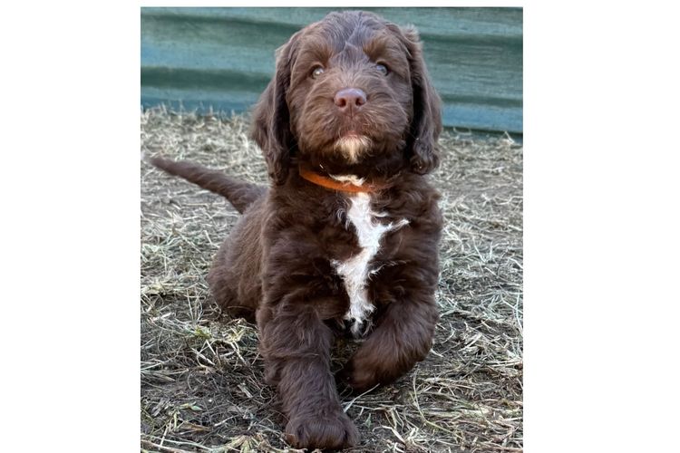 Missysoodles Labradoodles