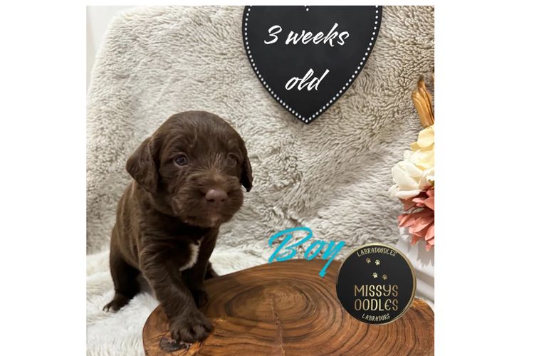 Missysoodles Labradoodles
