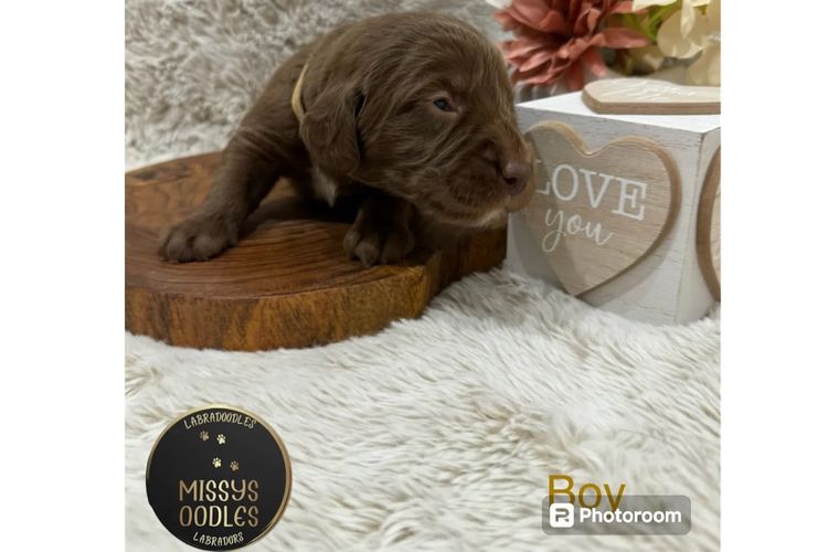 Missysoodles Labradoodles