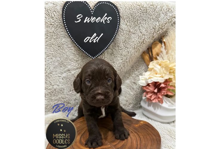 Missysoodles Labradoodles
