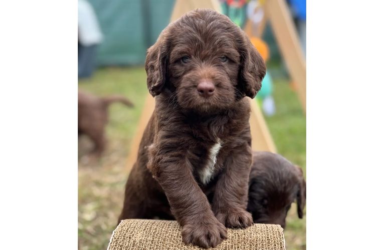 Missysoodles Labradoodles