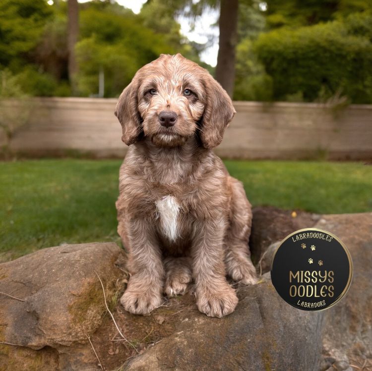 Missysoodles Labradoodles