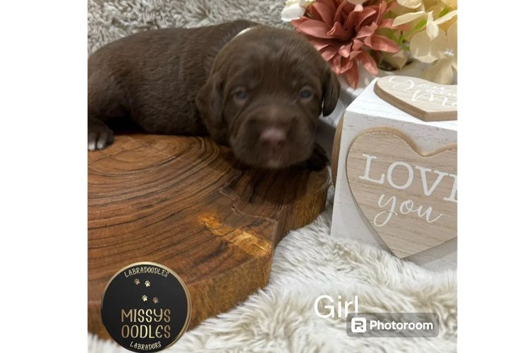Missysoodles Labradoodles