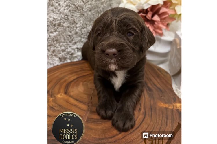 Missysoodles Labradoodles