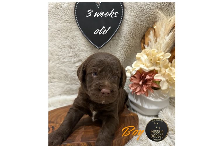 Missysoodles Labradoodles