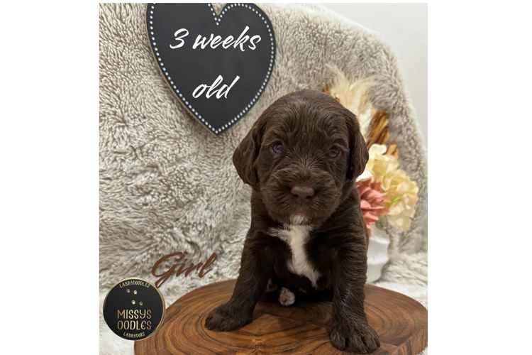 Missysoodles Labradoodles