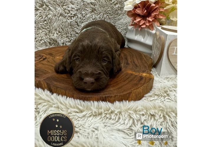 Missysoodles Labradoodles