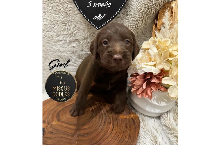 Missysoodles Labradoodles