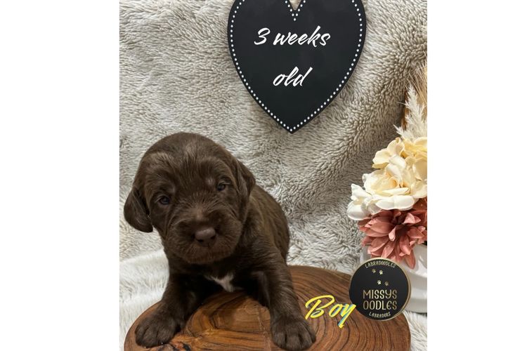 Missysoodles Labradoodles