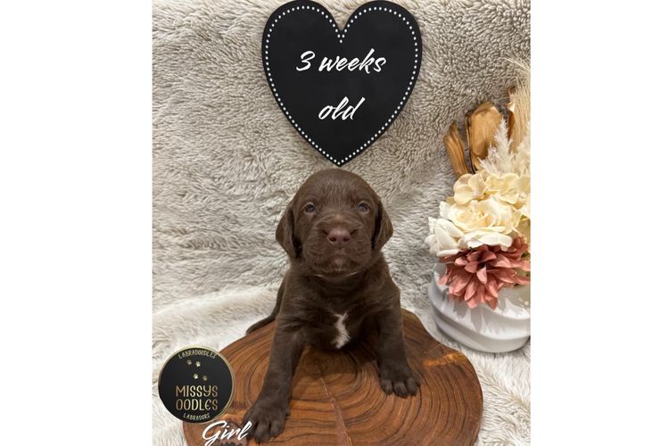 Missysoodles Labradoodles