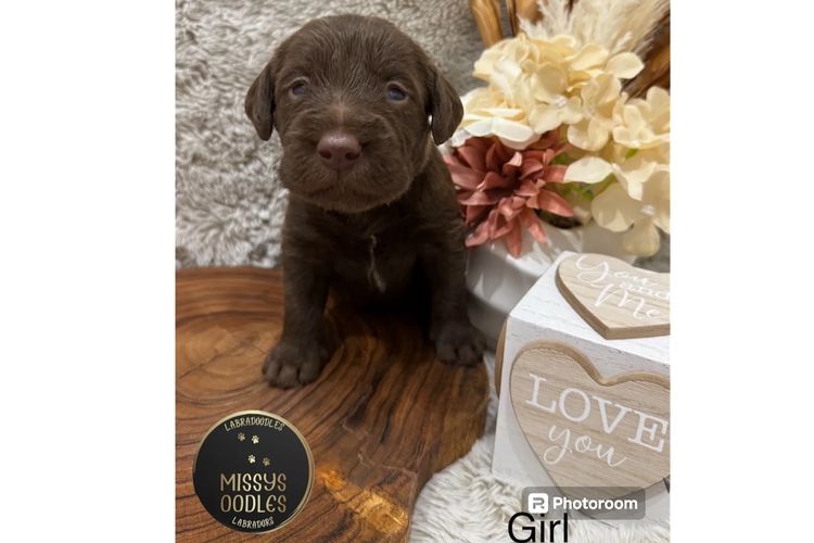 Missysoodles Labradoodles