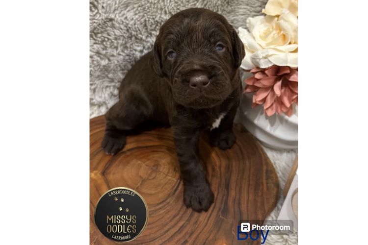 Missysoodles Labradoodles