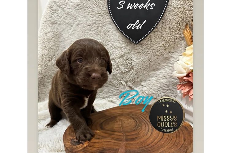 Missysoodles Labradoodles