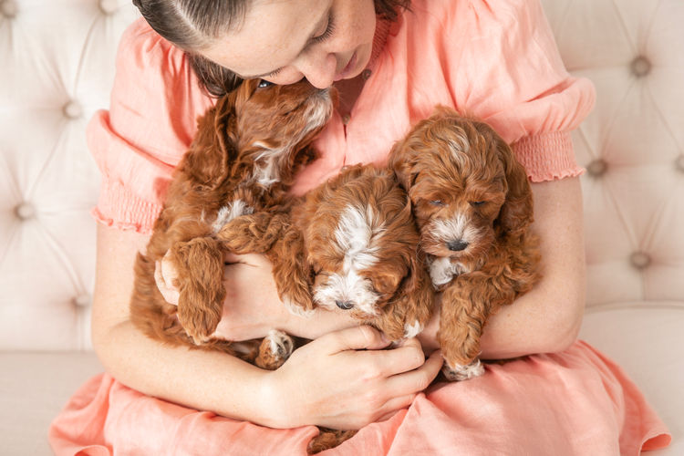Cavoodle Cottage
