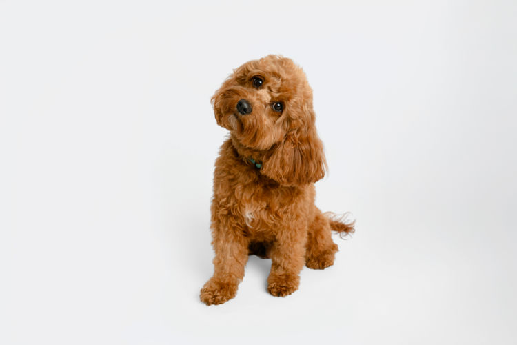 Cavoodle Cottage