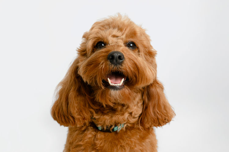 Cavoodle Cottage