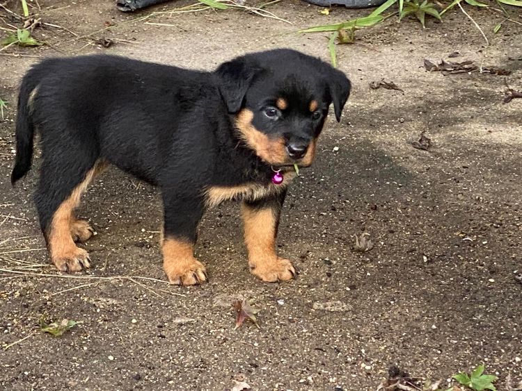 Paradise Estate Rott's N' Raggies