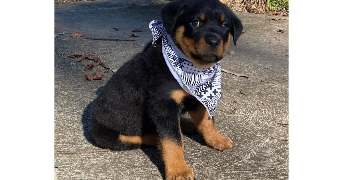 Paradise Estate Rottweilers, responsible breeder in New South Wales ...