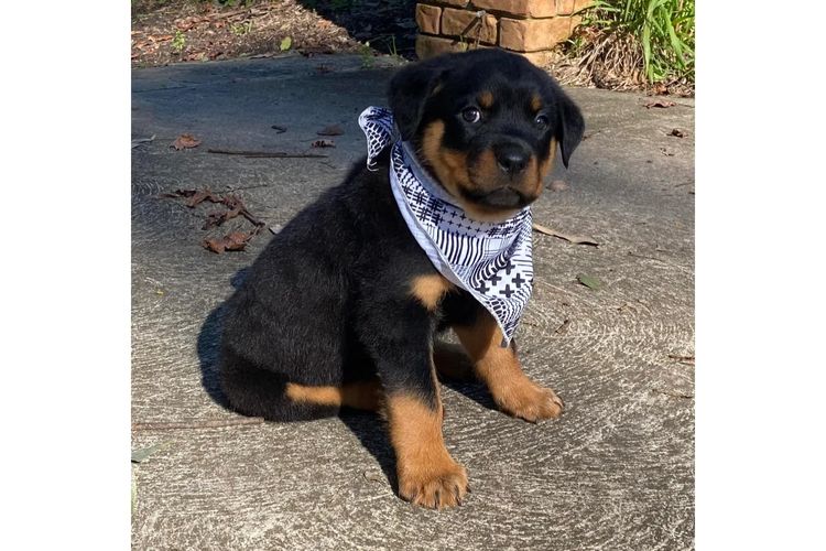 Paradise Estate Rott's N' Raggies