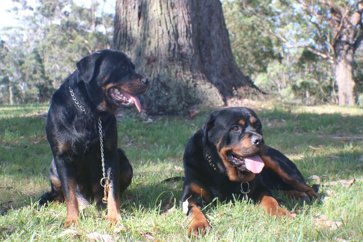 Paradise Estate Rott's N' Raggies