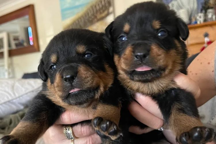 Paradise Estate Rott's N' Raggies