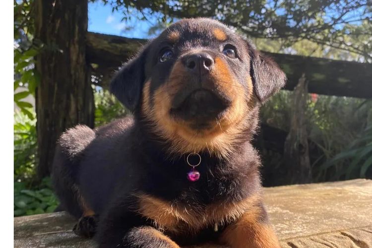 Paradise Estate Rott's N' Raggies