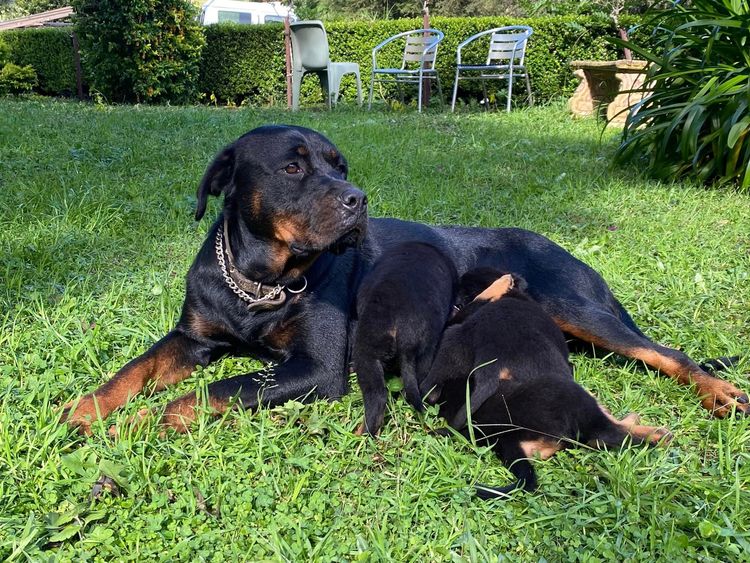 Paradise Estate Rott's N' Raggies