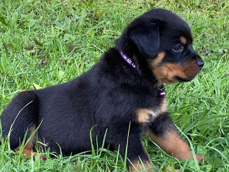 Paradise Estate Rott's N' Raggies