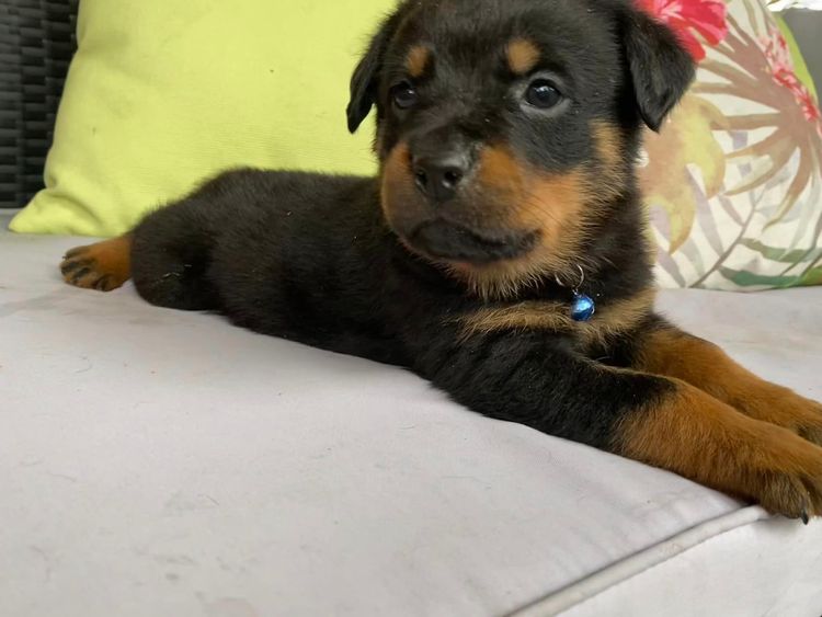 Paradise Estate Rott's N' Raggies