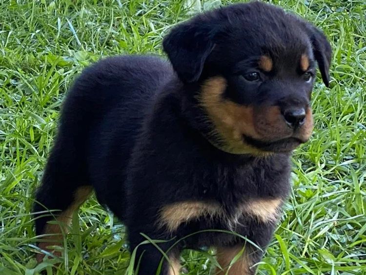 Paradise Estate Rott's N' Raggies