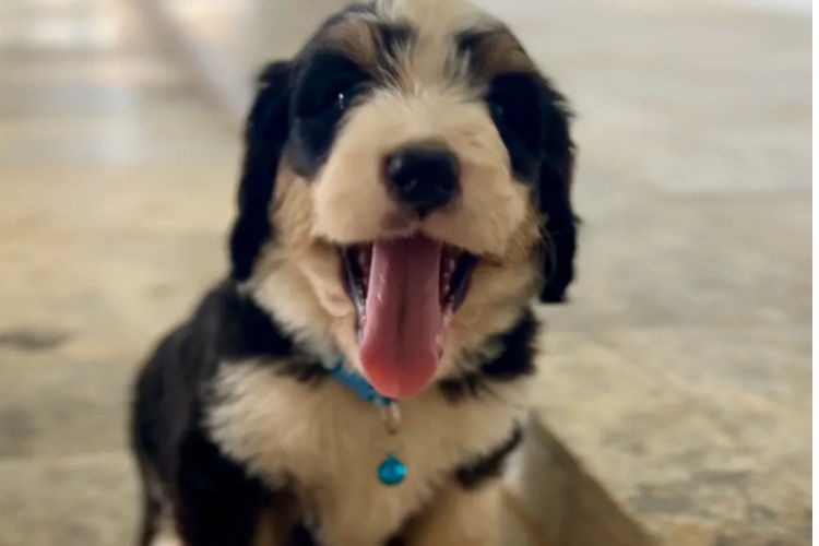 Country Canine Co. - Bernedoodle